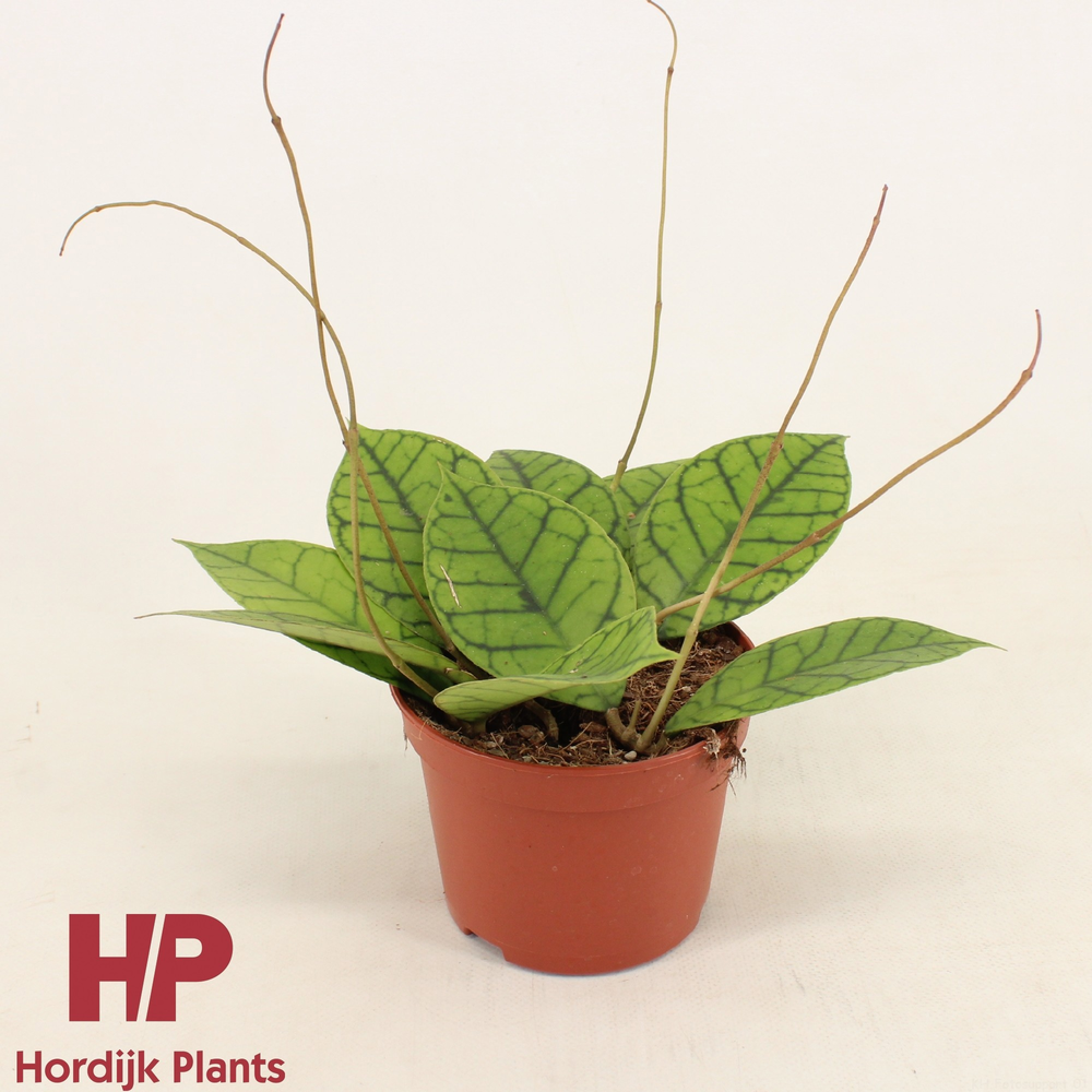 Hoya callistophylla 'KAL 16' P12.