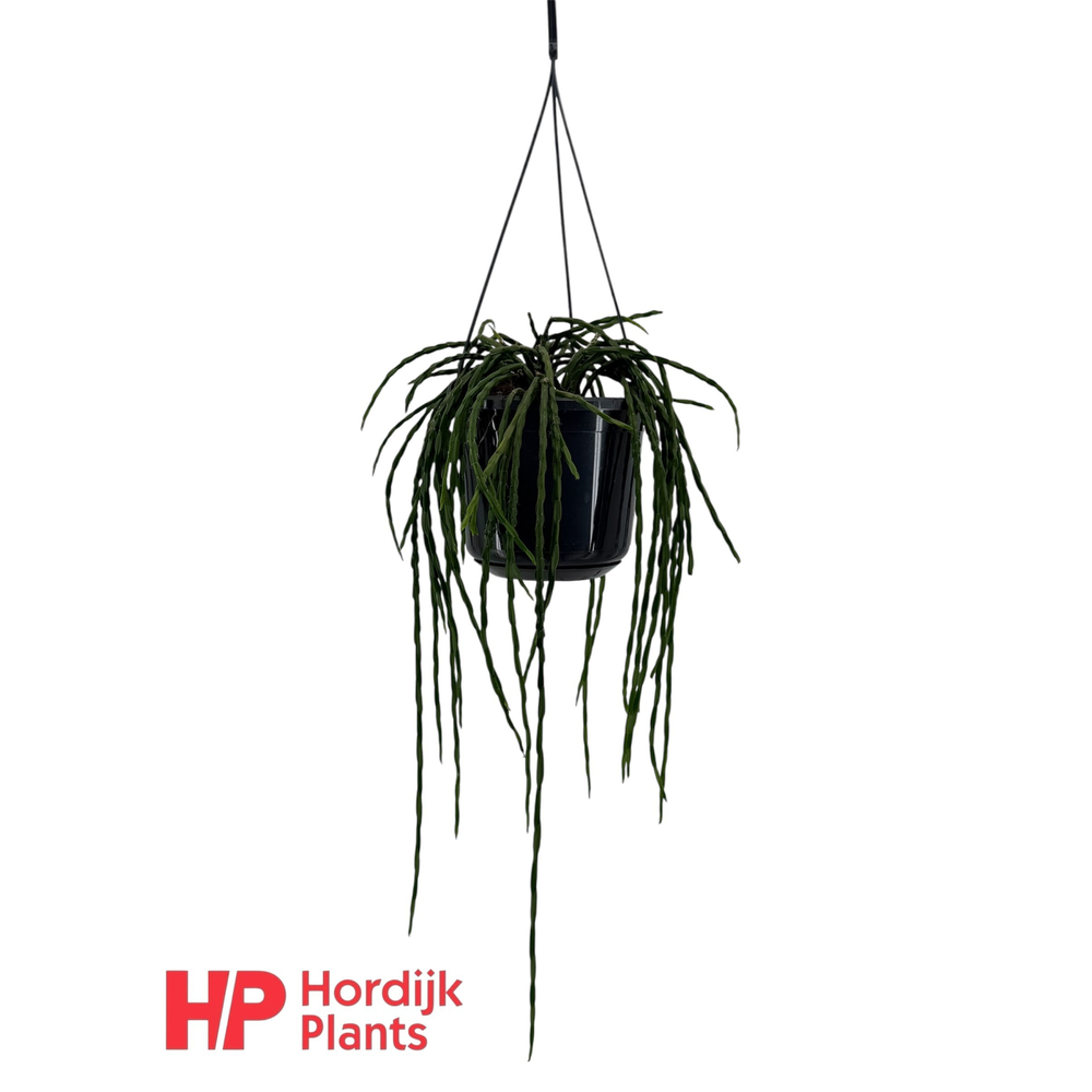 Rhipsalis paradoxa minor.