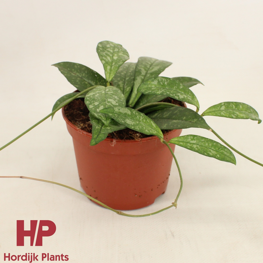 Hoya Crassipetiolata P12.