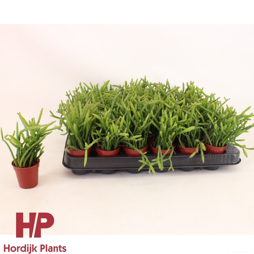 Selenicereus wercklei 5,5cm.