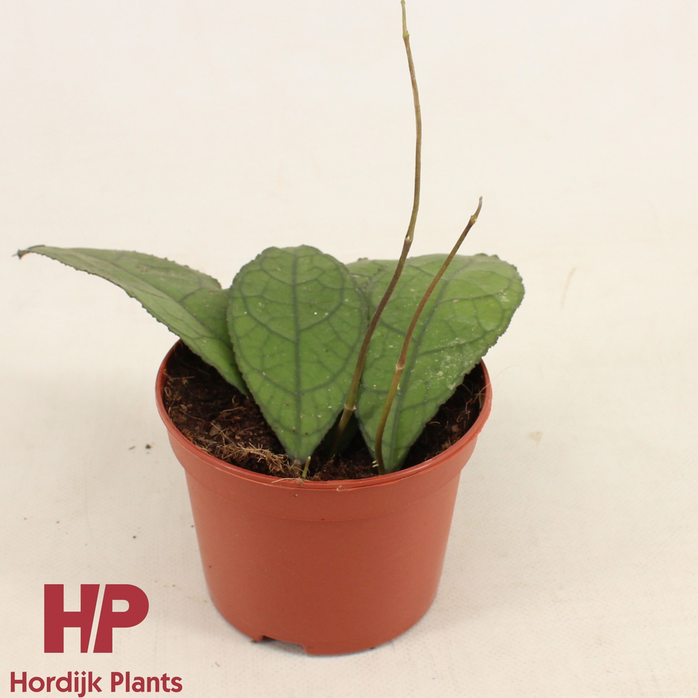 Hoya Clemensiorum 'Dark Leaf' P12.