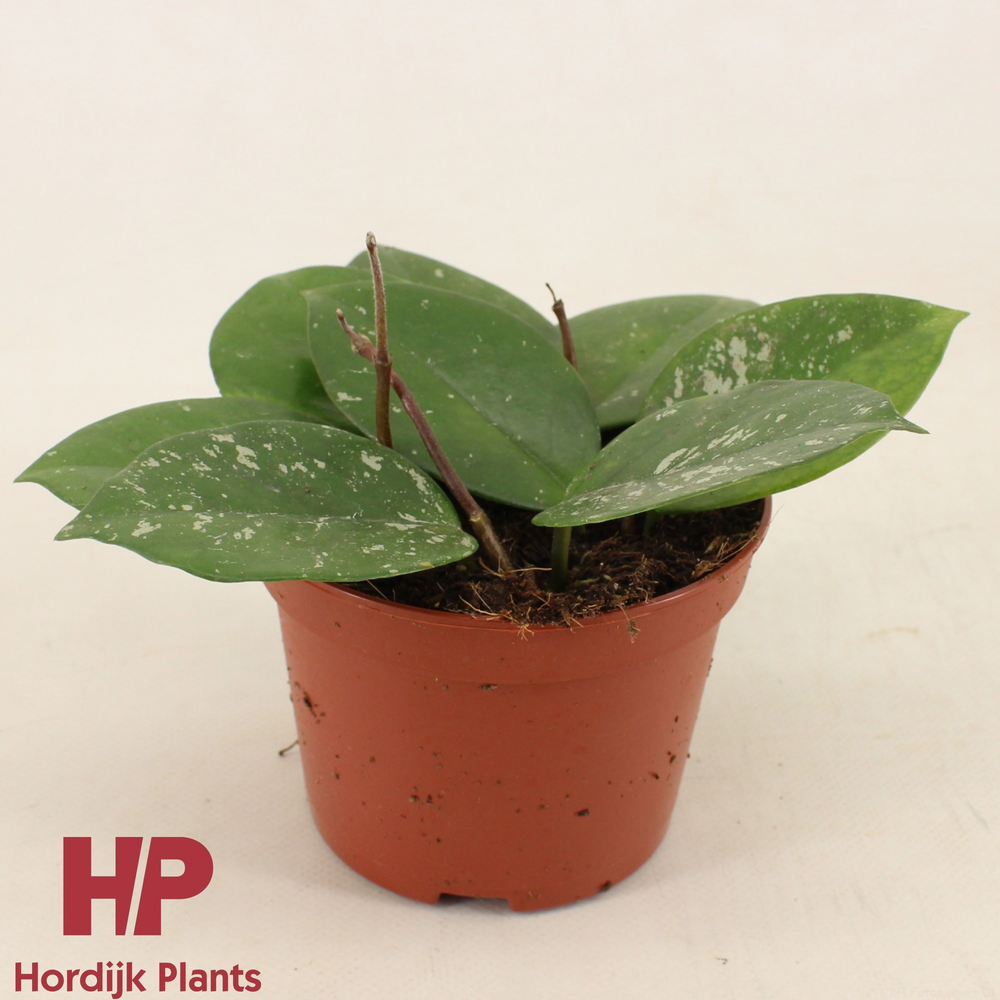Hoya carnosa Freckles Splash P12.