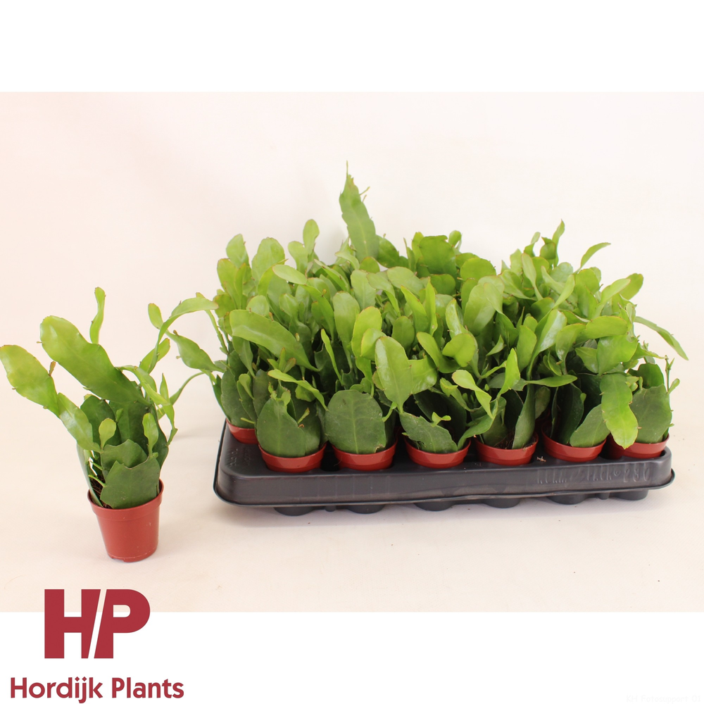 Epiphyllum pumilum 5,5cm.