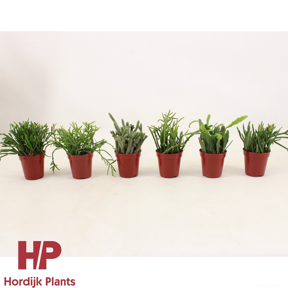 Rhipsalis 'Mix' 5,5cm.