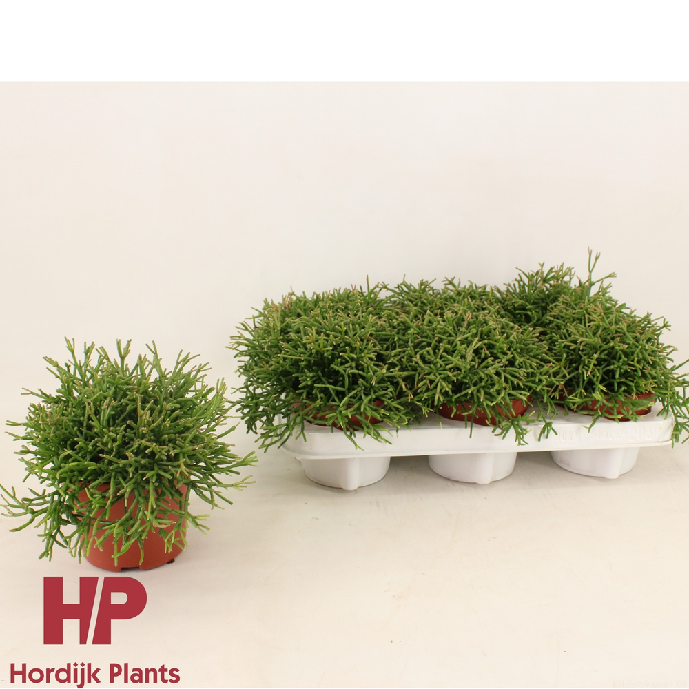 Rhipsalis clavata 12cm.