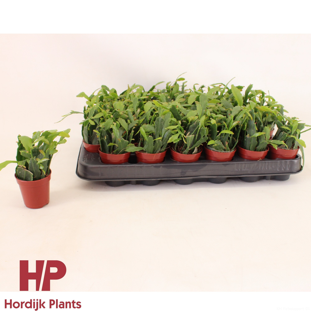 Rhipsalis crispata 5,5cm.