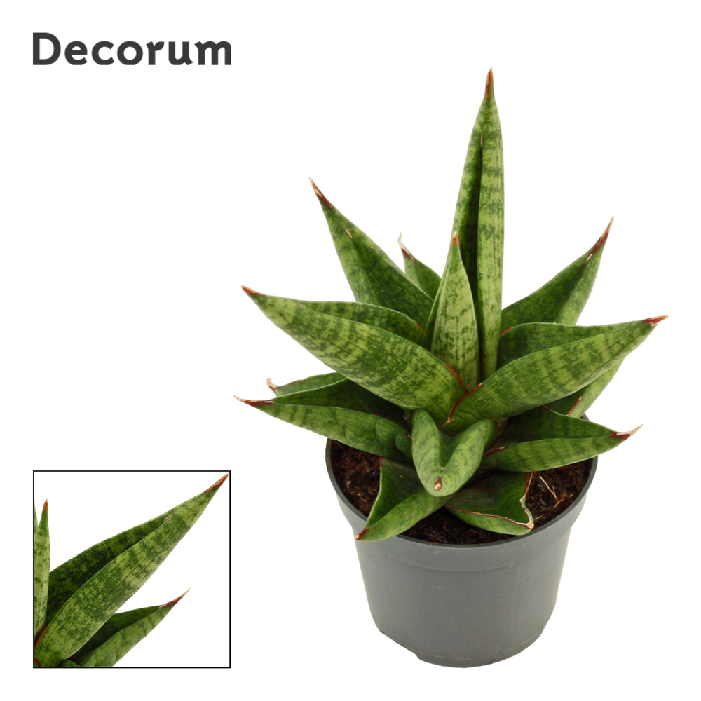 Sansevieria Snow Lotus Crown 6 cm (Decorum).