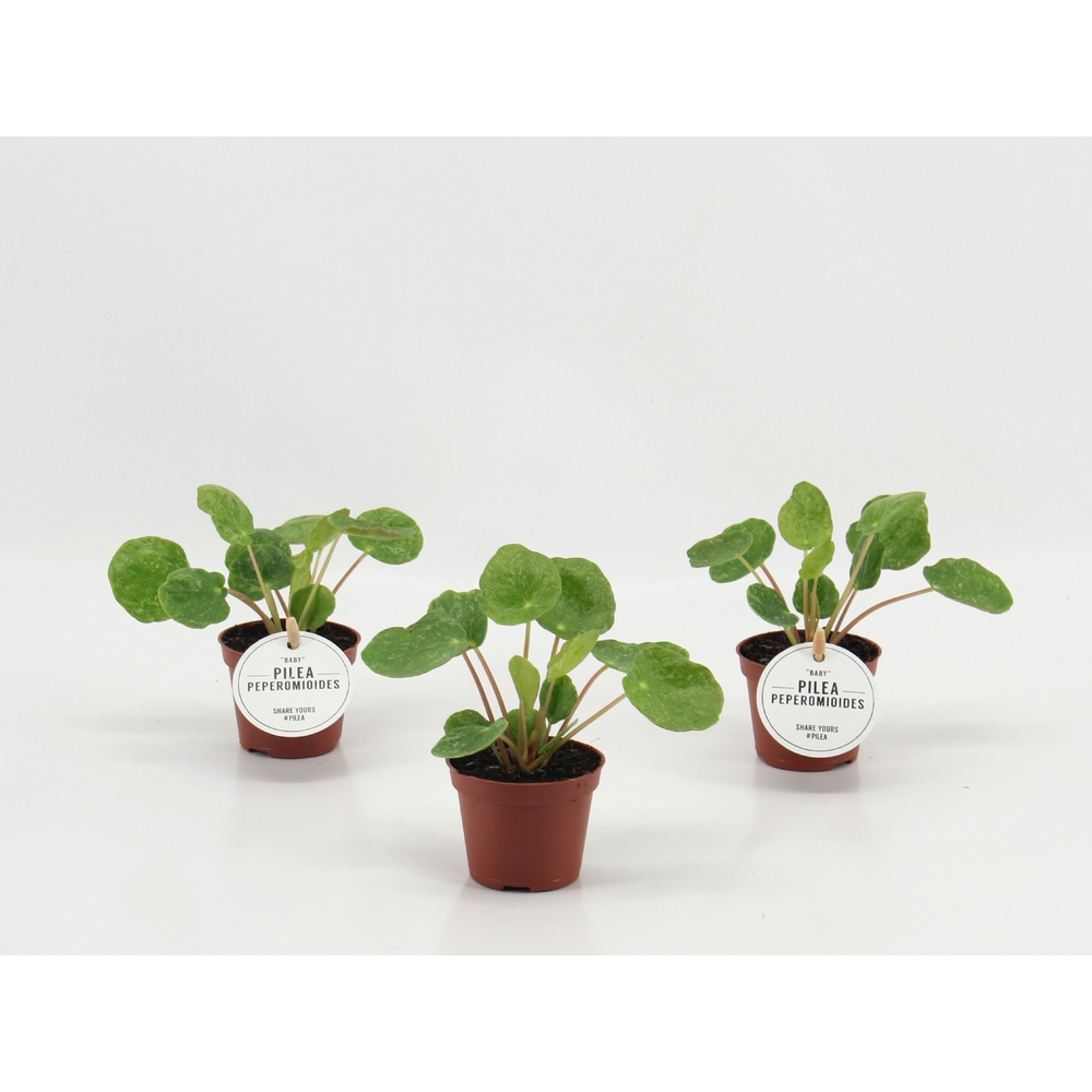 Pilea Sugar.