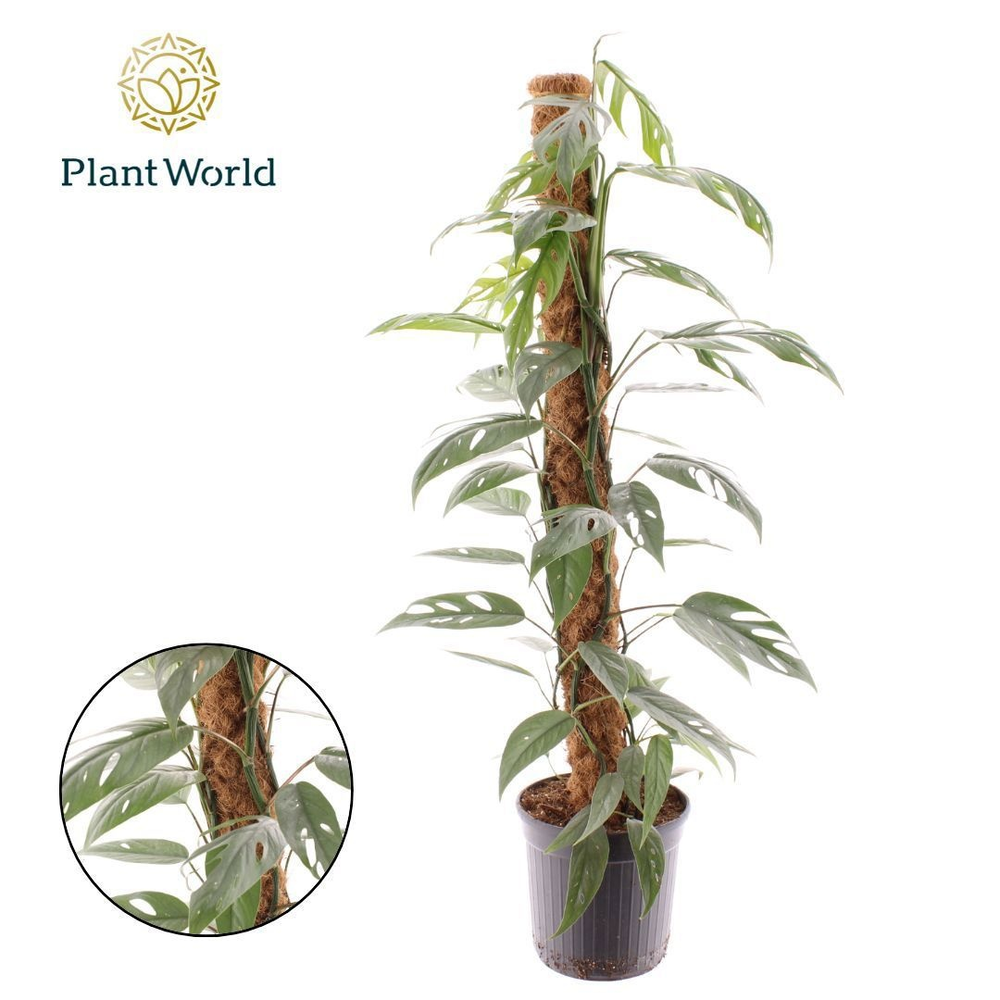 Epipremnum Cebu Blue mosstok 100 cm.