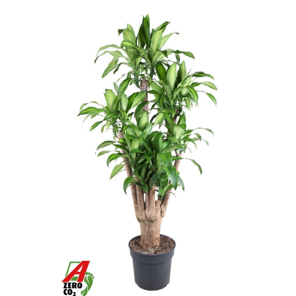 Massangeana vertakt P40 - 5ft.