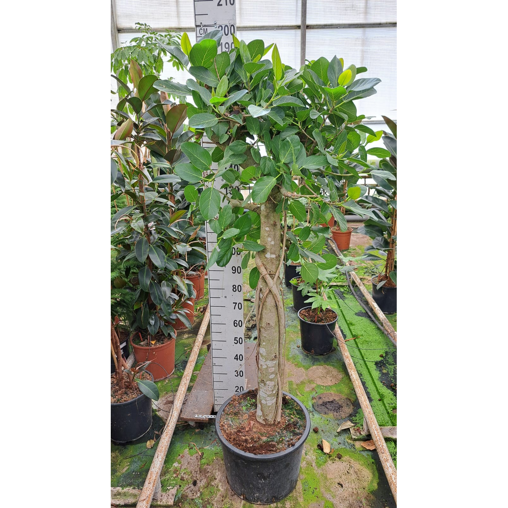 Ficus Benghalensis Audry stam XXL.