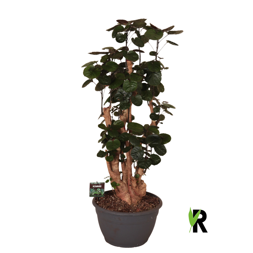 Polyscias Fabian bonsai.