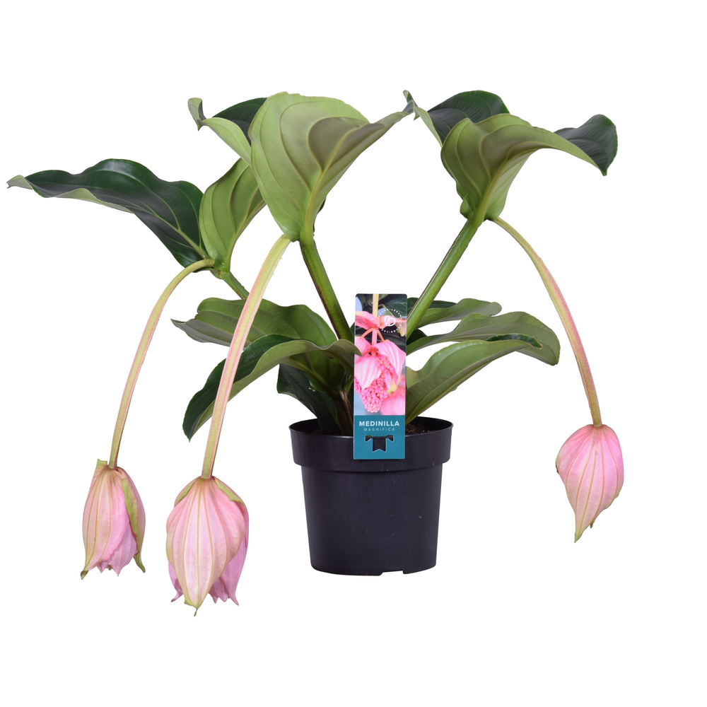 Medinilla Magnifica 2 etage 3 knop.