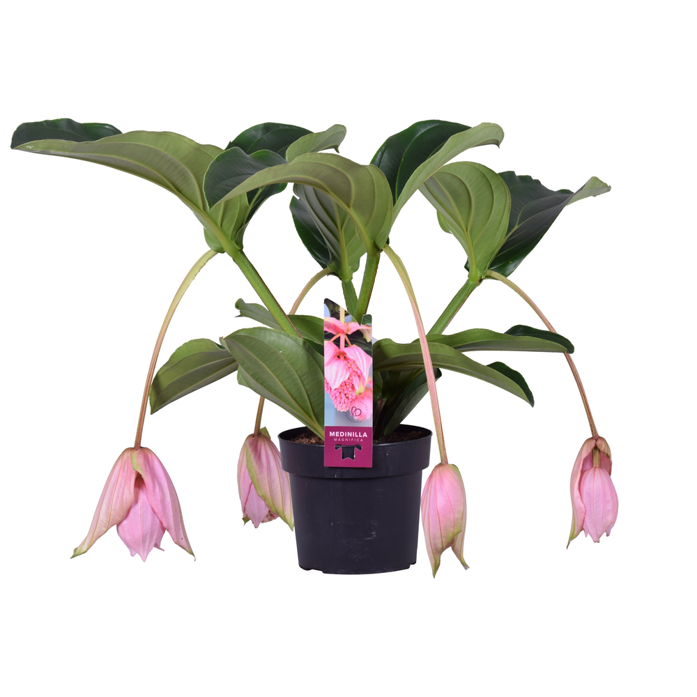 Medinilla Magnifica 2 etage 4 knop.