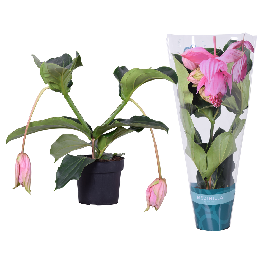 Medinilla Magnifica 2 etage 2 knop in exclusieve h.