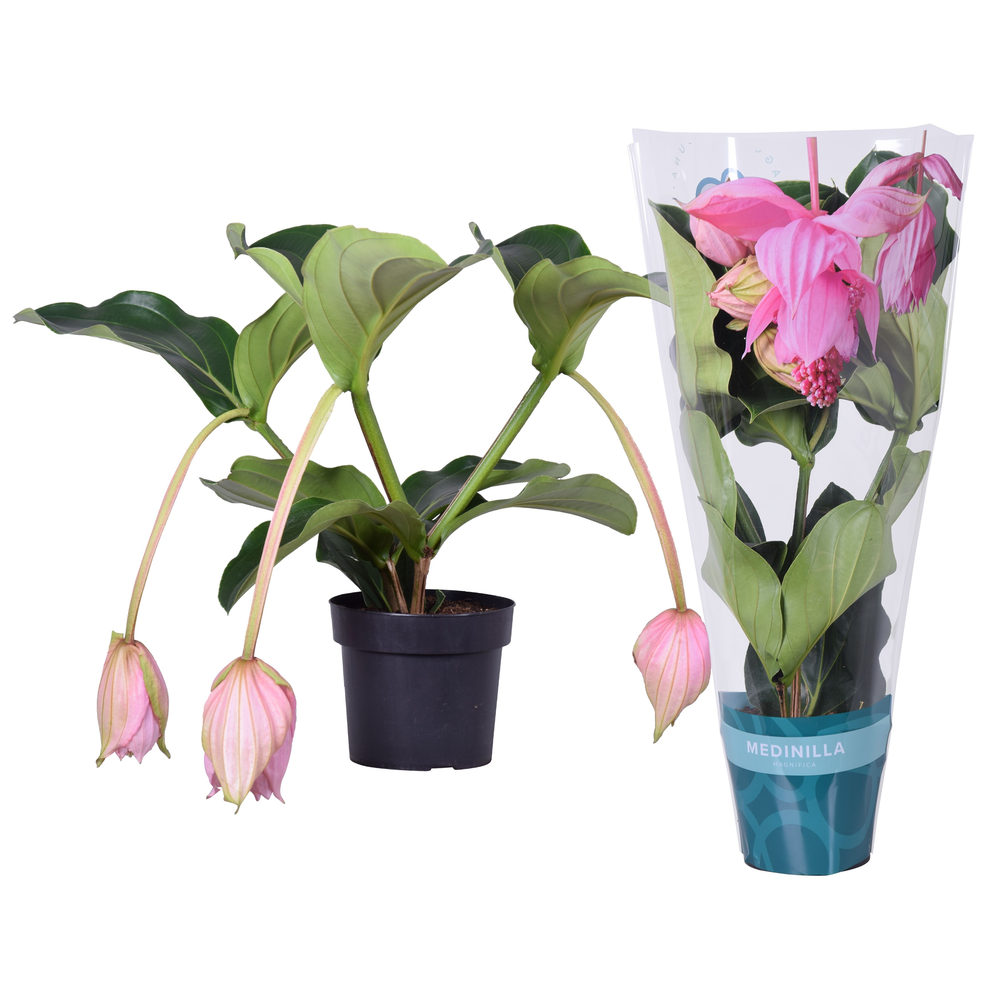Medinilla Magnifica 2 etage 3 knop in exclusieve h.