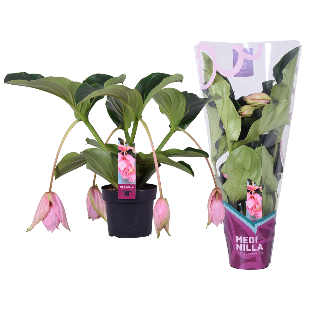 Medinilla Magnifica 2 etage 4 knop in exclusieve h.
