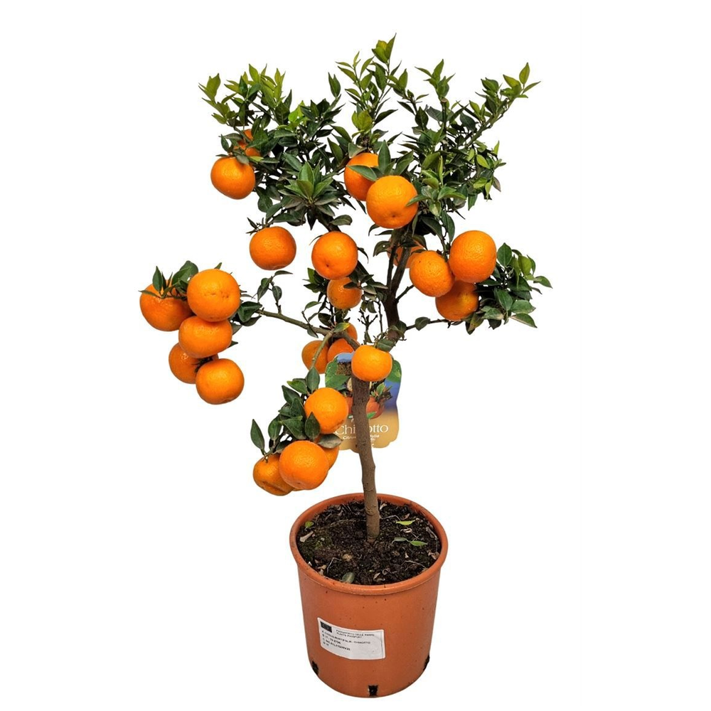 Citrus Myrtifolia Chinotto Stem.