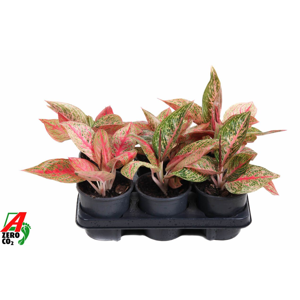 Aglaonema Starshine.