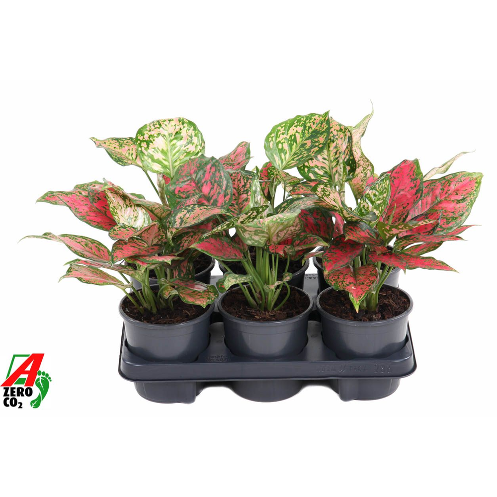 Aglaonema Red Valentine.