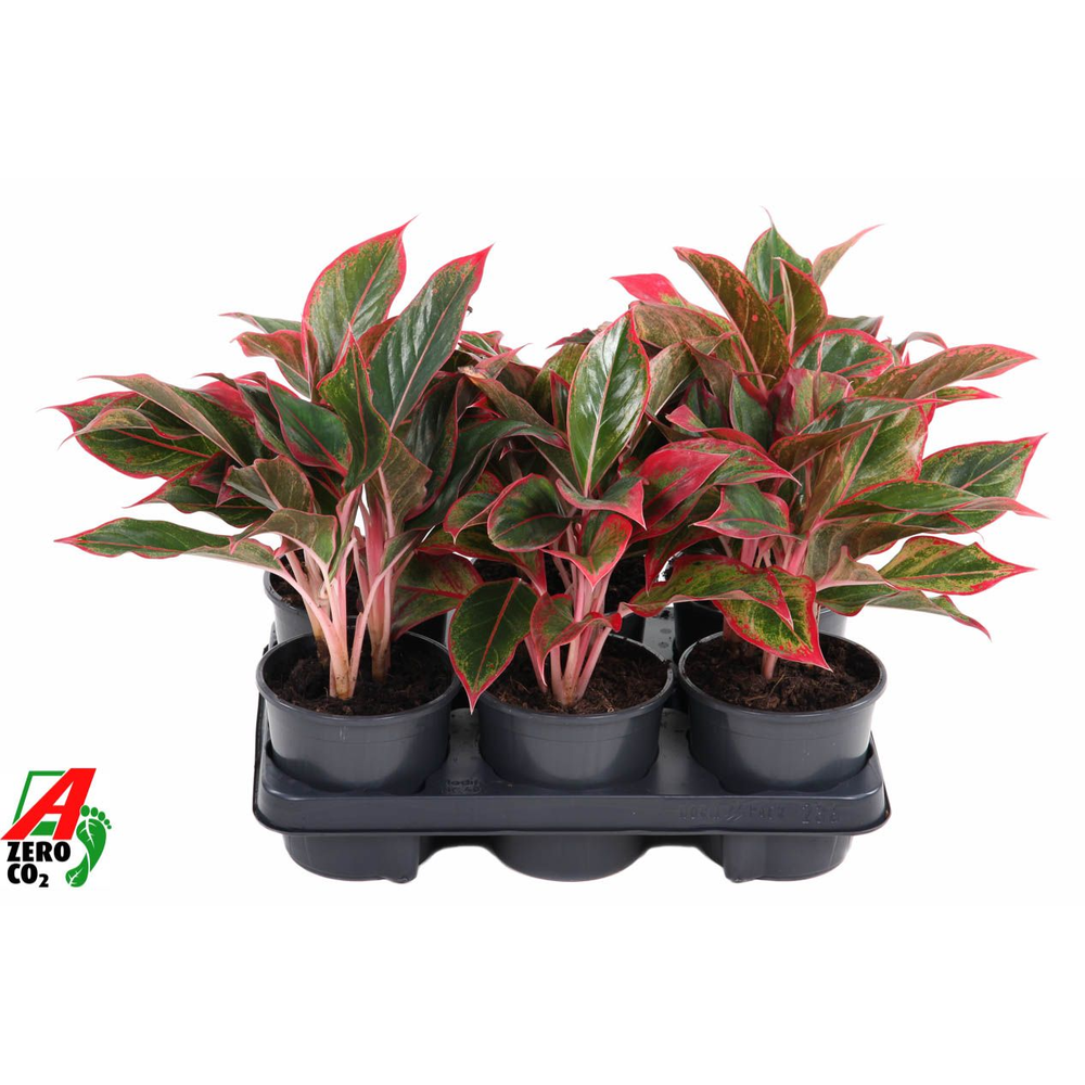 Aglaonema Siam Red.