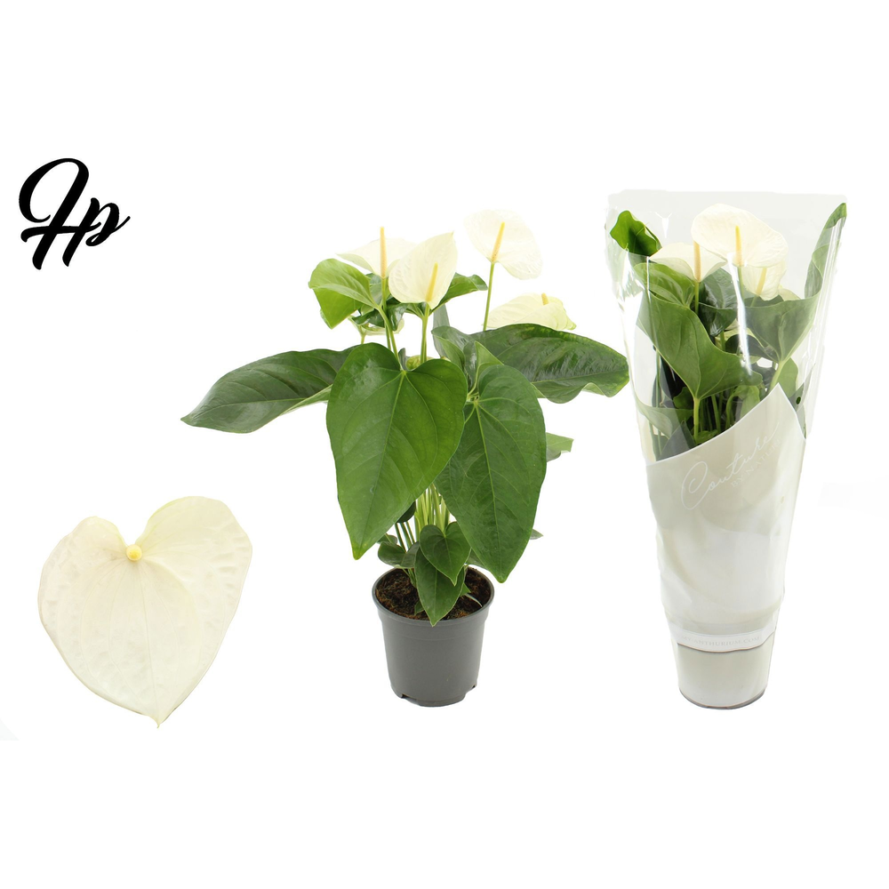 Anthurium 17 cm Alaska in Couture sleeve.