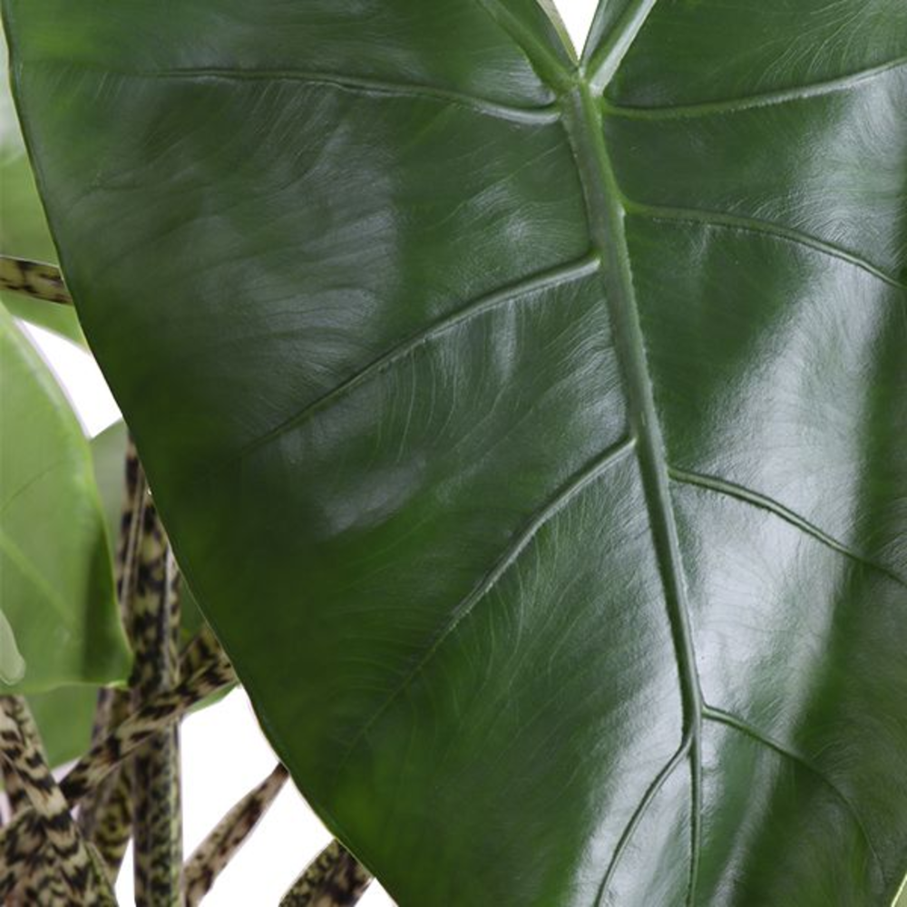 Alocasia Zebrina p24 (Air so Pure).