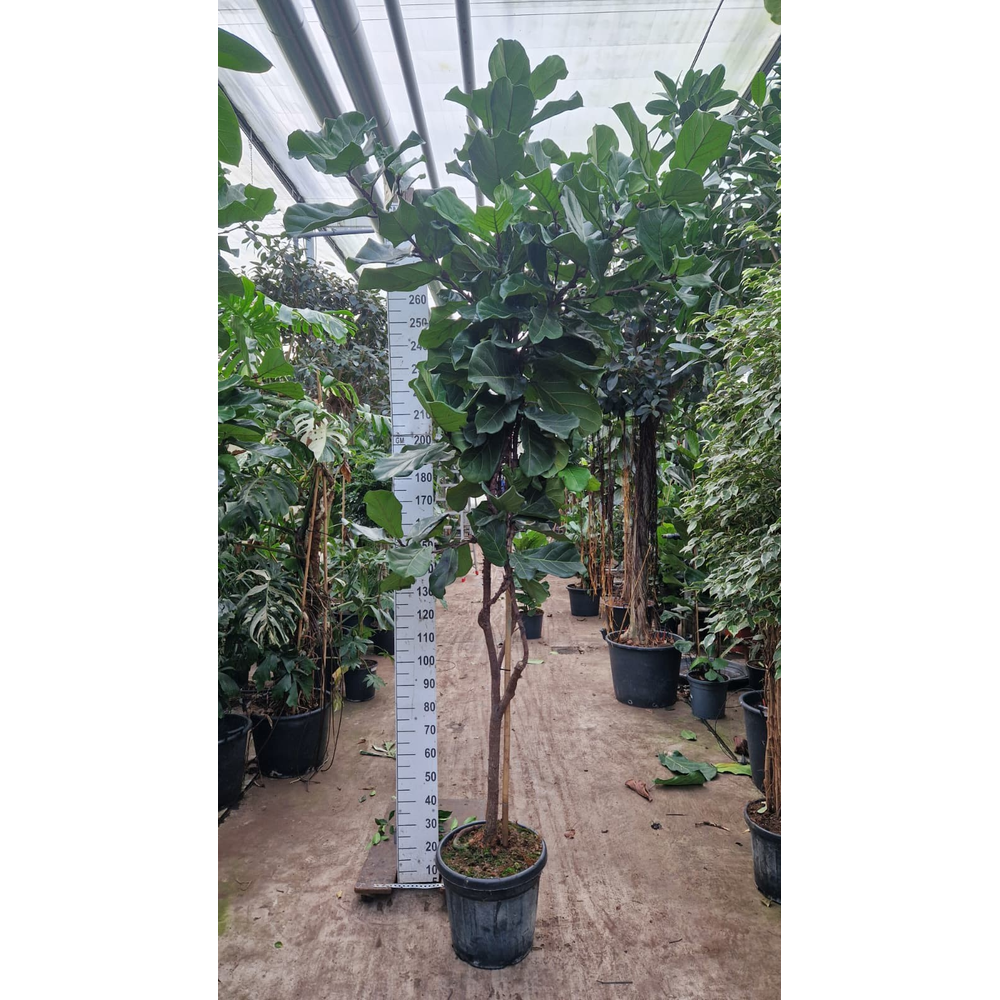 Ficus Lyrata stam 300.