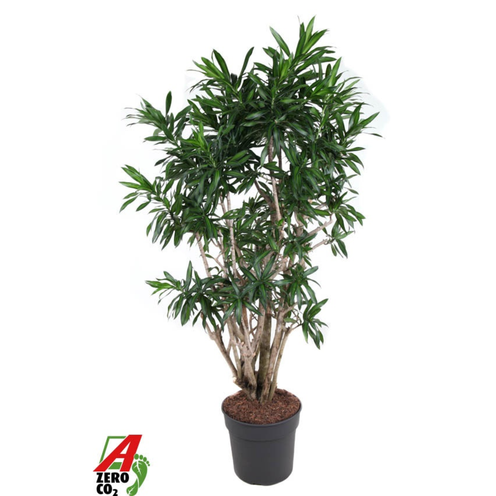 Dracaena Song Of Jamaica vertakt P34.