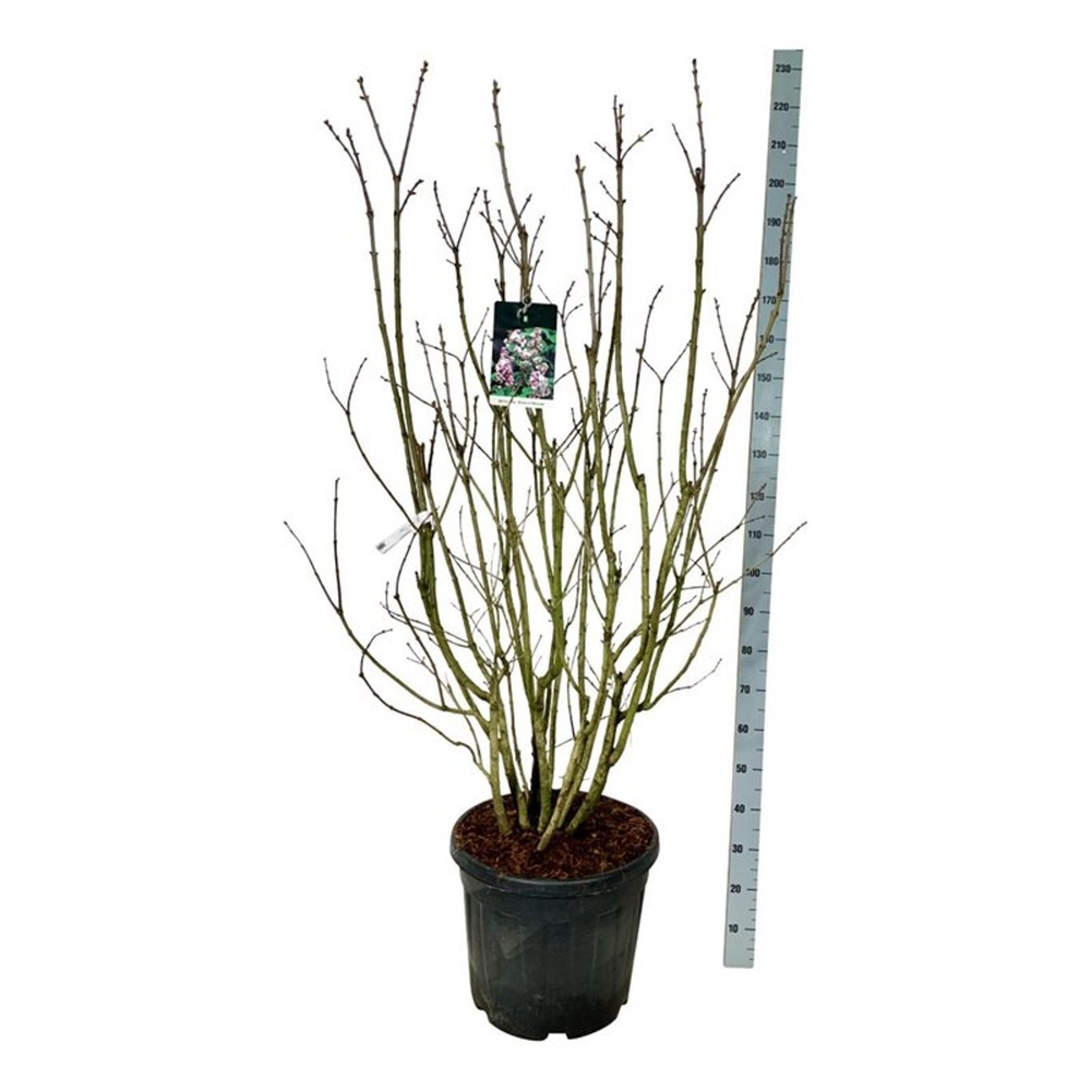 Syringa v. Beauty of Moscow.