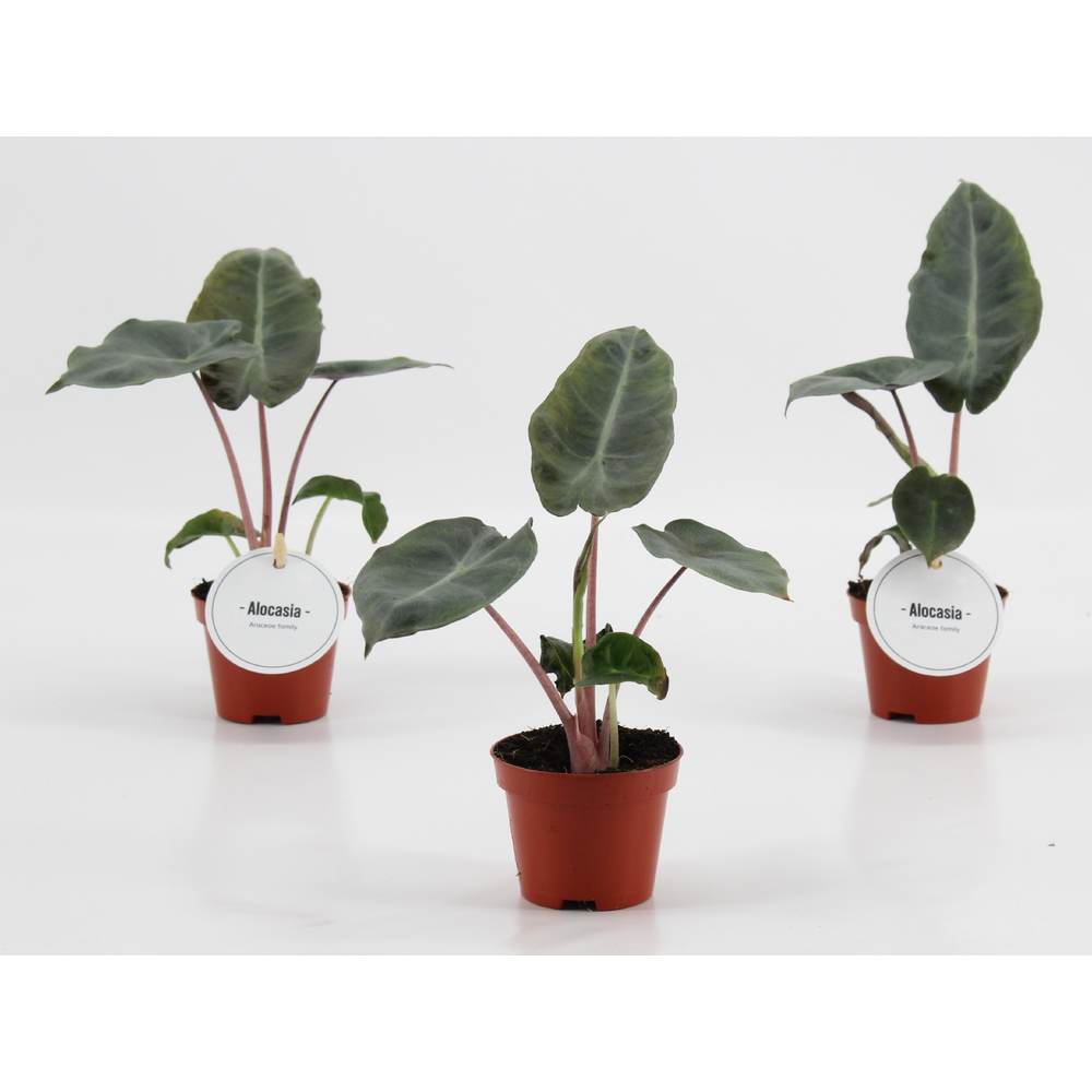 Alocasia Pink Dragon.