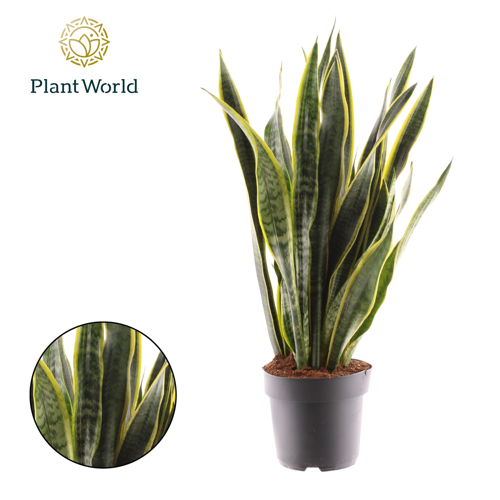 Sansevieria Laurentii.
