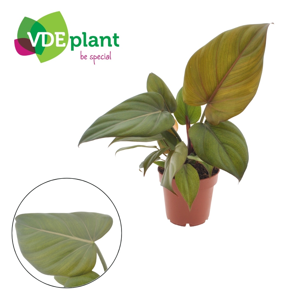 Philodendron Summer Glory 12cm.