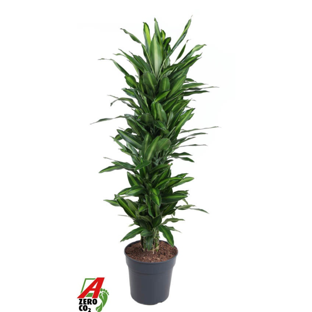 Dracaena Silindo vertakt P31.