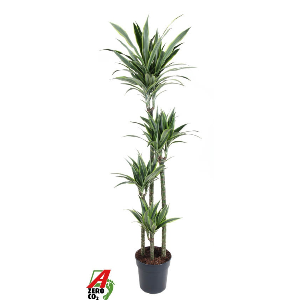 Dracaena Lemon Lime Jumbo 120-90-60-30.