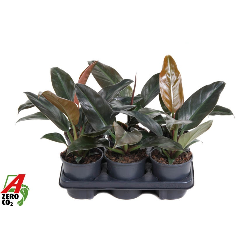 Philodendron Imperial Red P13.