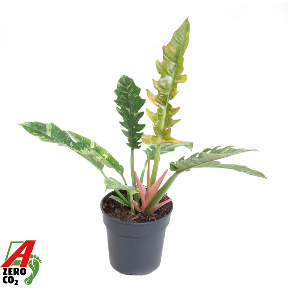 Philodendron Ring of Fire P19.