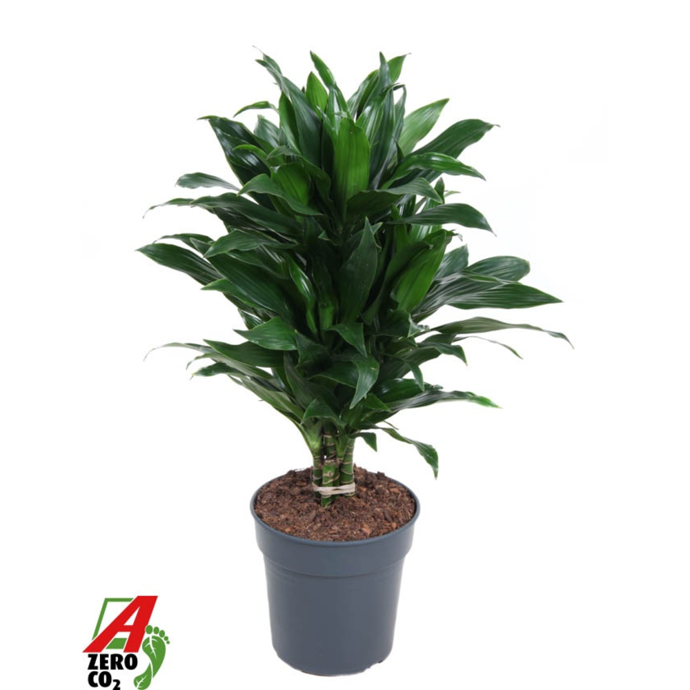 Dracaena Green Jewel vertakt P21.