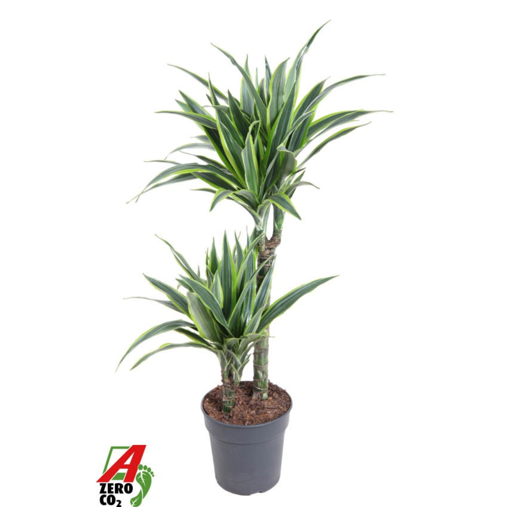 Dracaena Lemon Lime Jumbo 45-15.