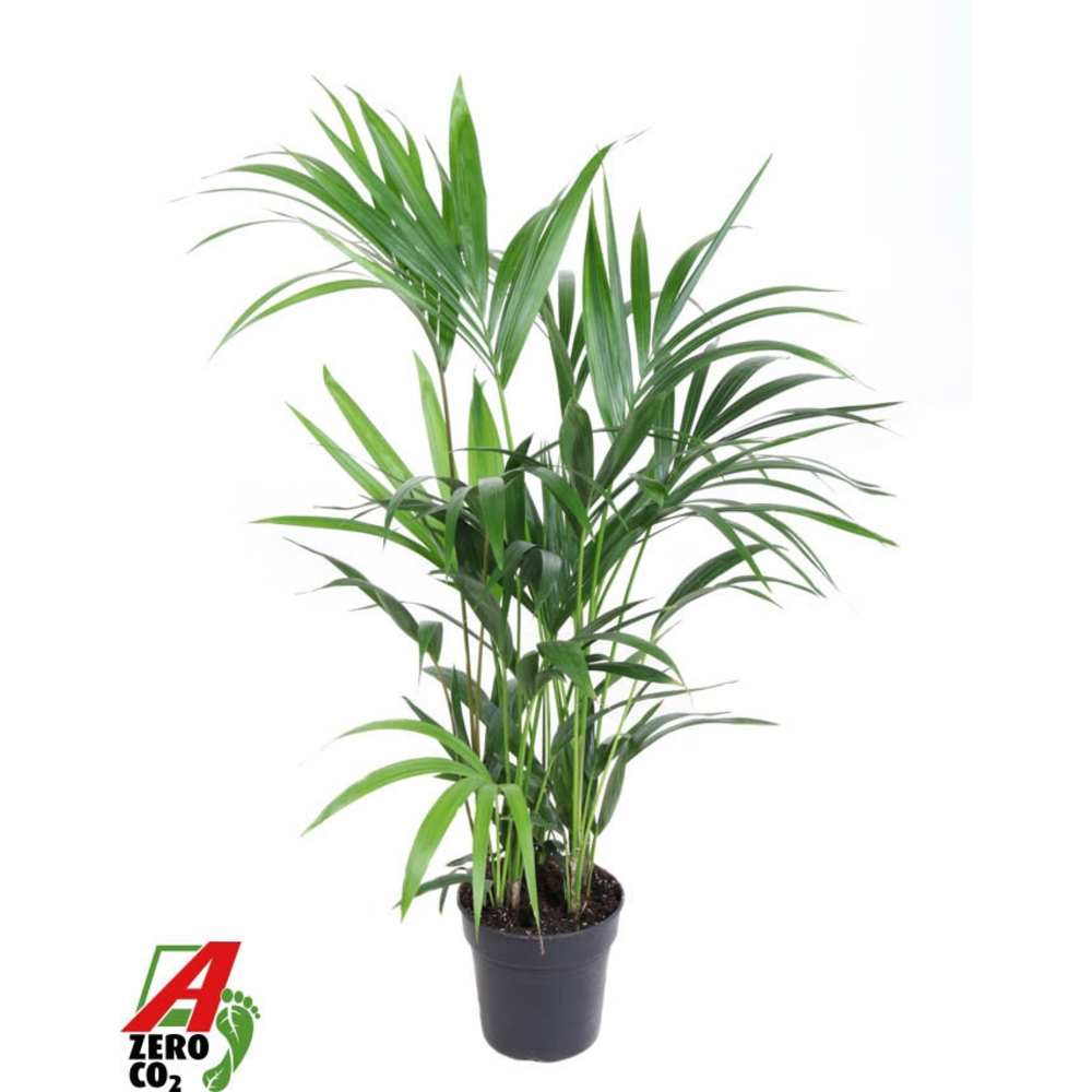 Howea Forsteriana(kentia) P19-110.