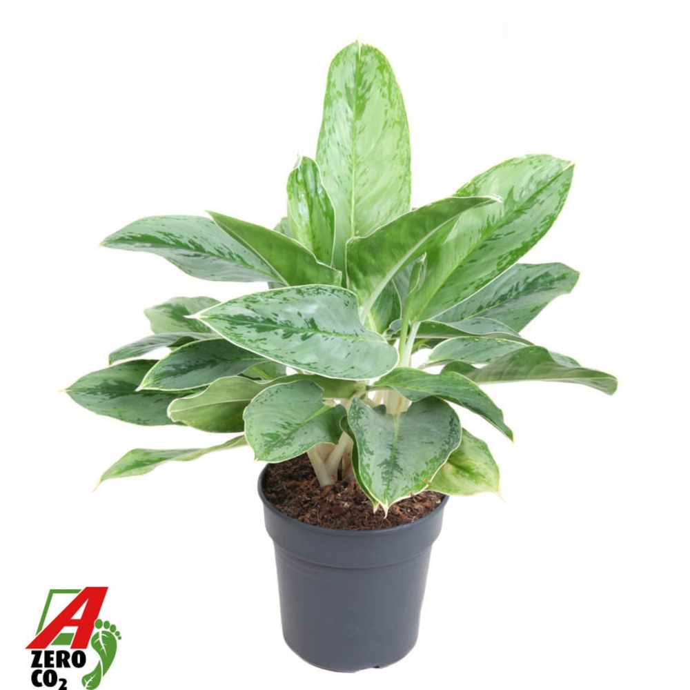 Aglaonema Horizon.