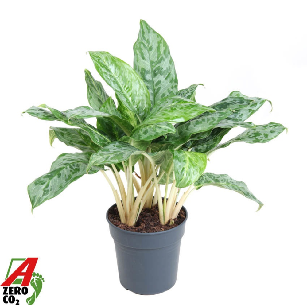 Aglaonema Peacock.