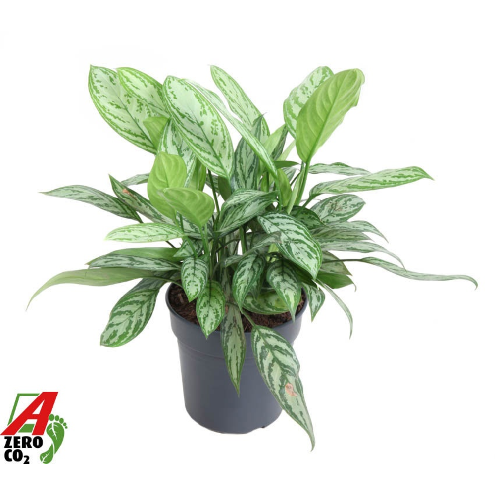 Aglaonema Silver Queen.