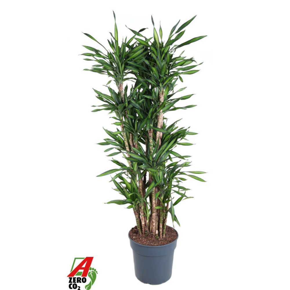 Dracaena Riki vertakt P34.