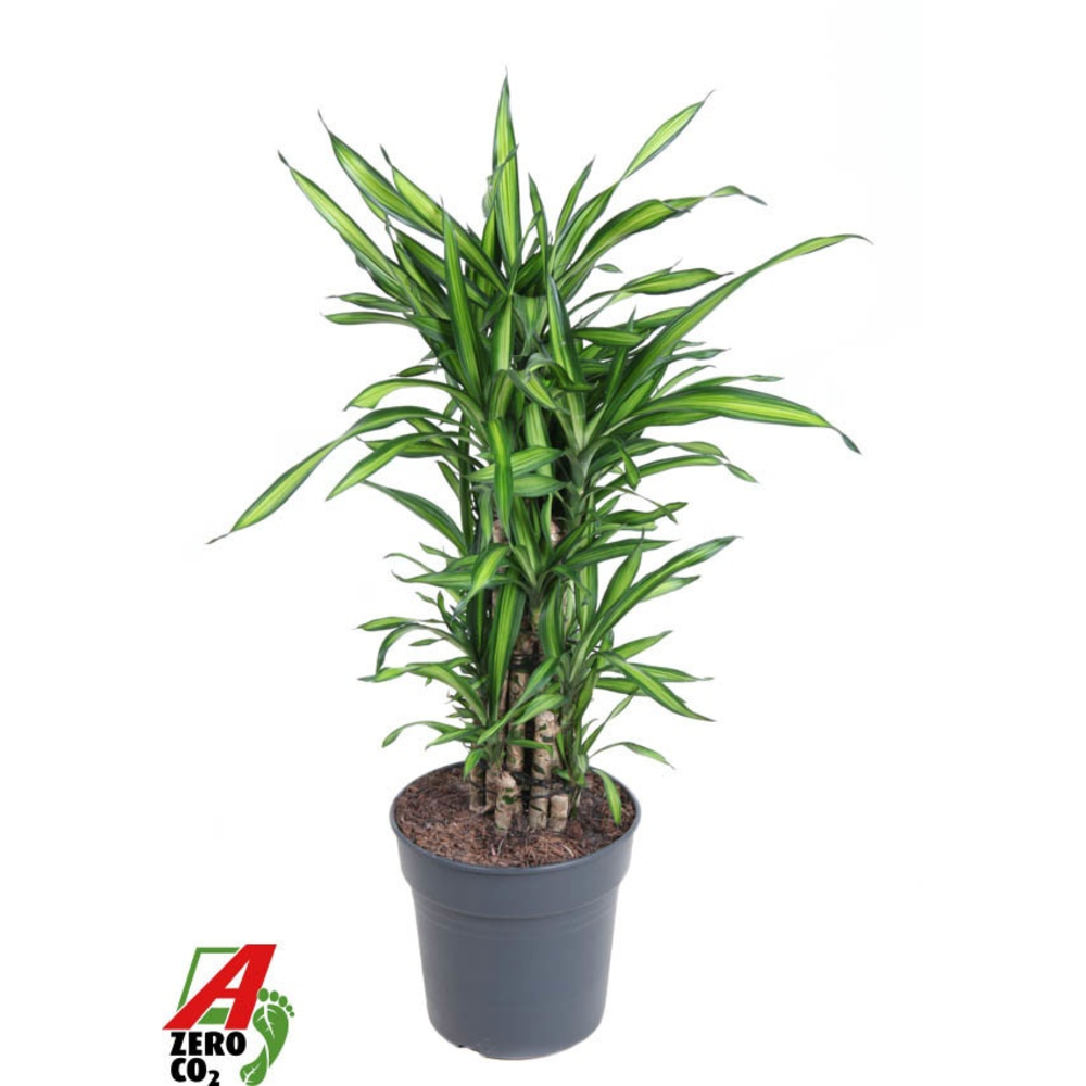 Dracaena Riki vertakt P27.
