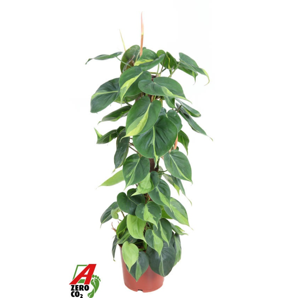 Philodendron Brasil kratiste.