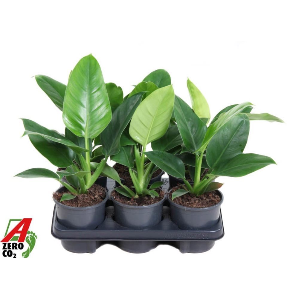 Philodendron Imperial Green P13.