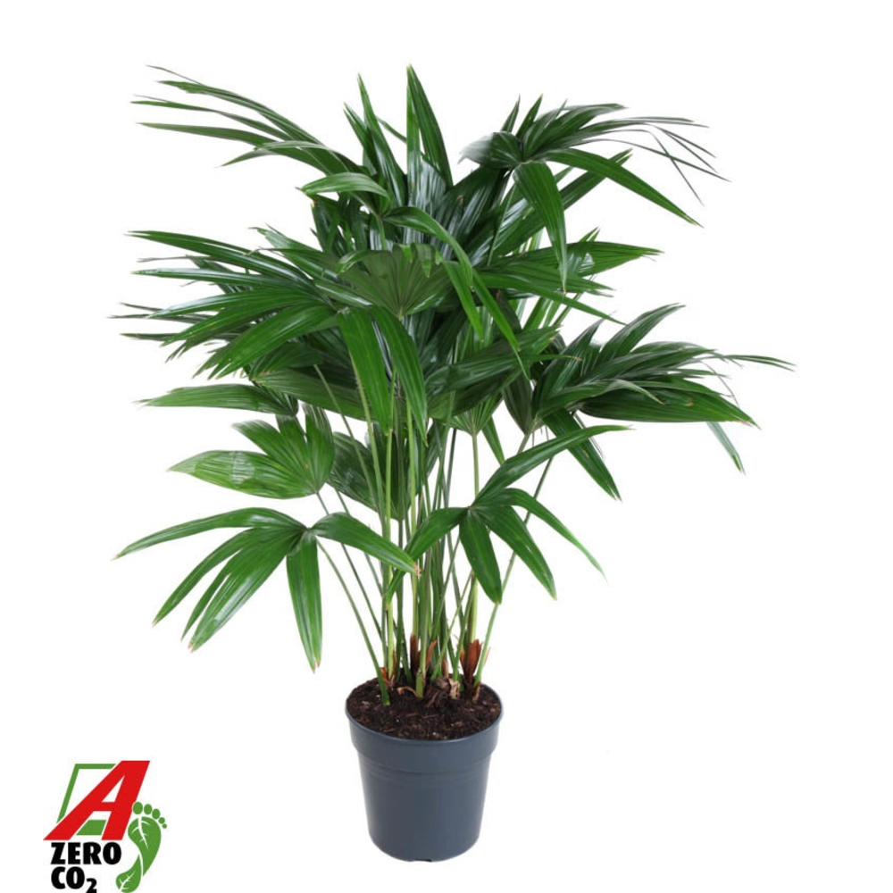 Livistona Chinensis P27.
