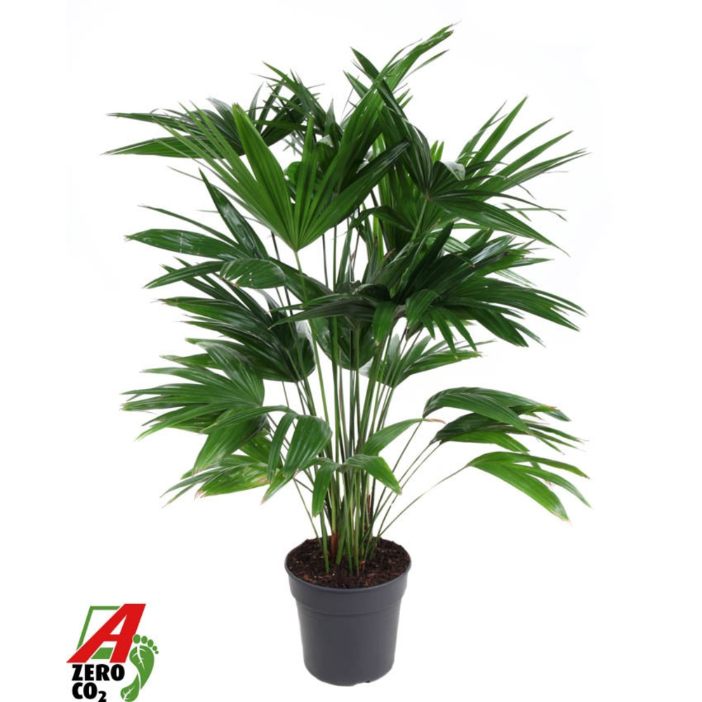 Livistona Chinensis P30.