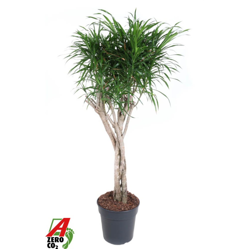 Dracaena Anita Varriegata gevlochten stam.